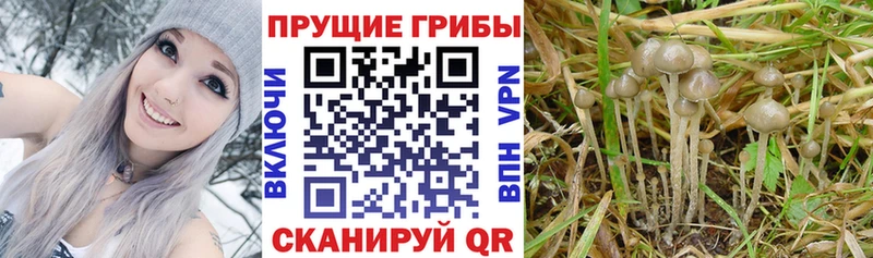 Псилоцибиновые грибы мицелий ссылка на мегу зеркало Арск